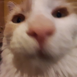ziko_vg7 avatar