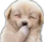 Puppy_Giggles emote
