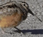 birdJAM emote