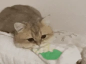 depres emote