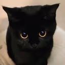 PleadingKitty emote