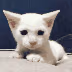 catscared emote