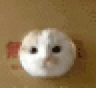 catJUMP emote