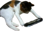 viewer emote
