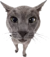 vio emote