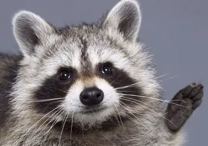Raccoon emote