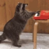 CE_Raccoon4 emote