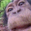 monkey_lick emote