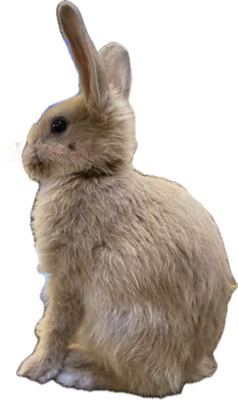 appleheadleft emote