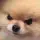 Doggy_Mad emote