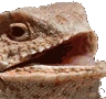 lizard emote