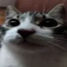 cat static emote