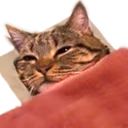 BedgeCat emote