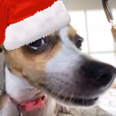 ChristmasDogSus emote