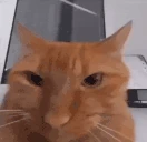 metryingtomakeyouexplodewithmymind emote