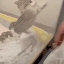 BOING emote