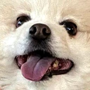 pomhappy emote