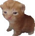 Robert emote