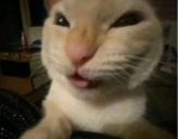 nyejejeje static emote
