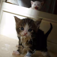 CatLaughAtOtherCat emote