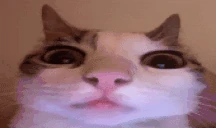 AREYOUAFREAK emote