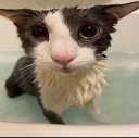 SOGGYCAT emote