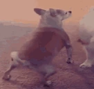 dogtwerk emote