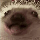 HedgehogChew emote