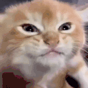 verymad animated emote