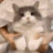 CatDancing emote
