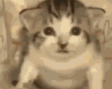 meowch emote