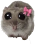 hamster_bow emote