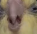 visible_disgust emote