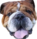 roscoe_hamilton emote