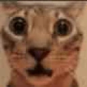 shook emote