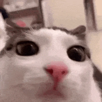 me emote