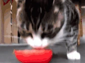 Tomato emote