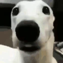 colddog emote