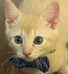 FancyCat emote