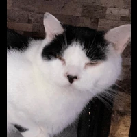 cat_high emote