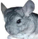 SuperGaston2 emote