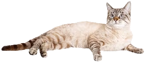 kot emote