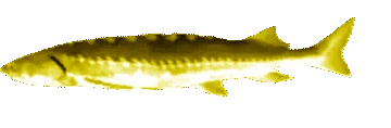 GoldenJoel emoji