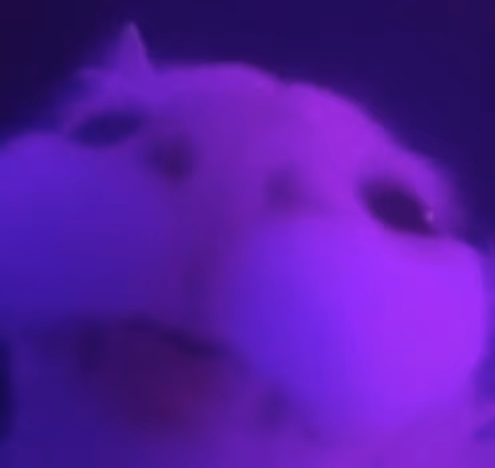 Stare emote