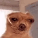 Saddog emote