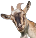 Goatbeeee emote