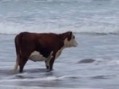 cow emote