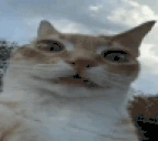 Urm emote