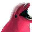 dolphinparty emote