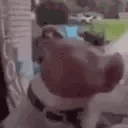 Dawg emote